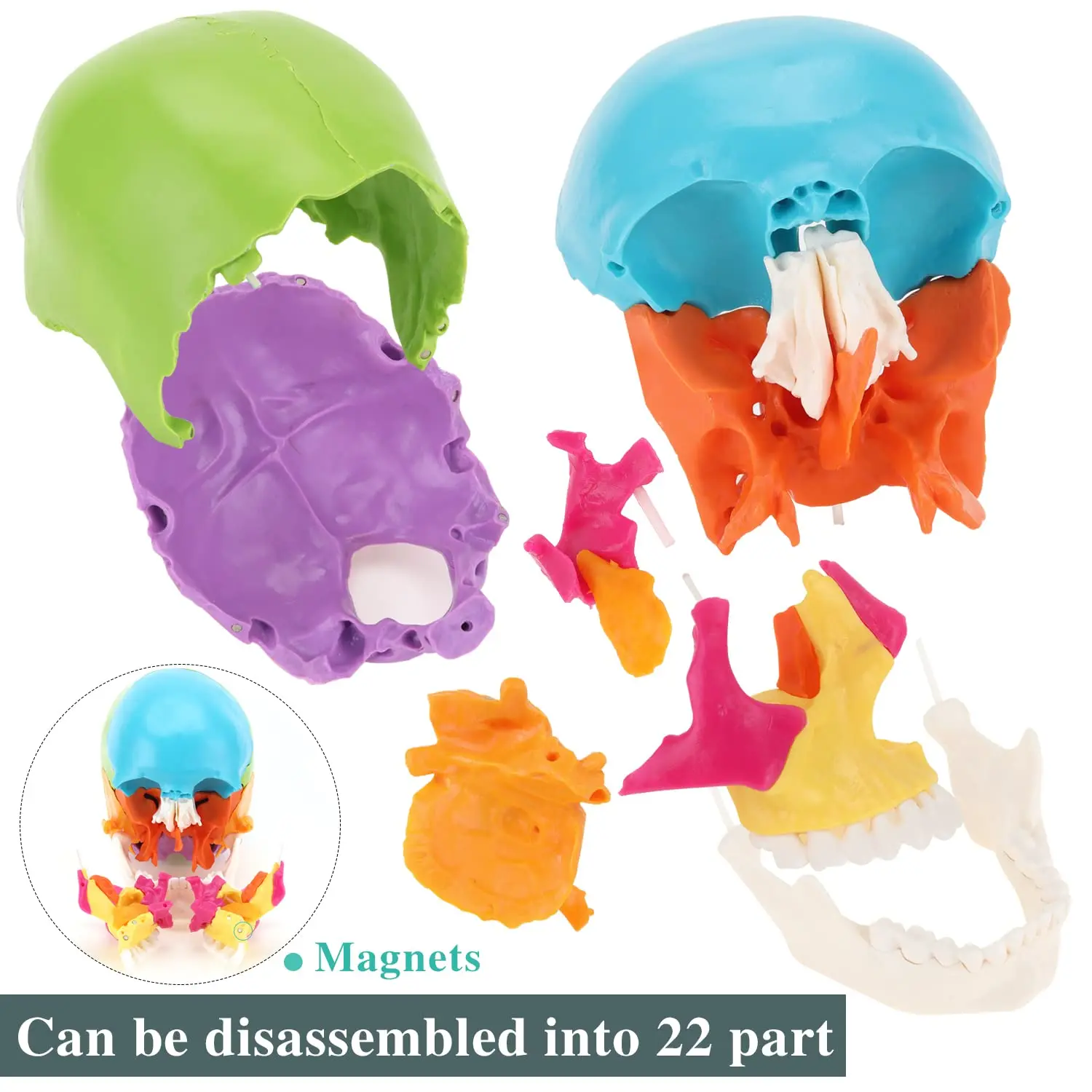 Color 22 Parts Life Size Exploded Anatomical Skull Model for Medical Student Human Anatomy Teaching and Studying Natural Large