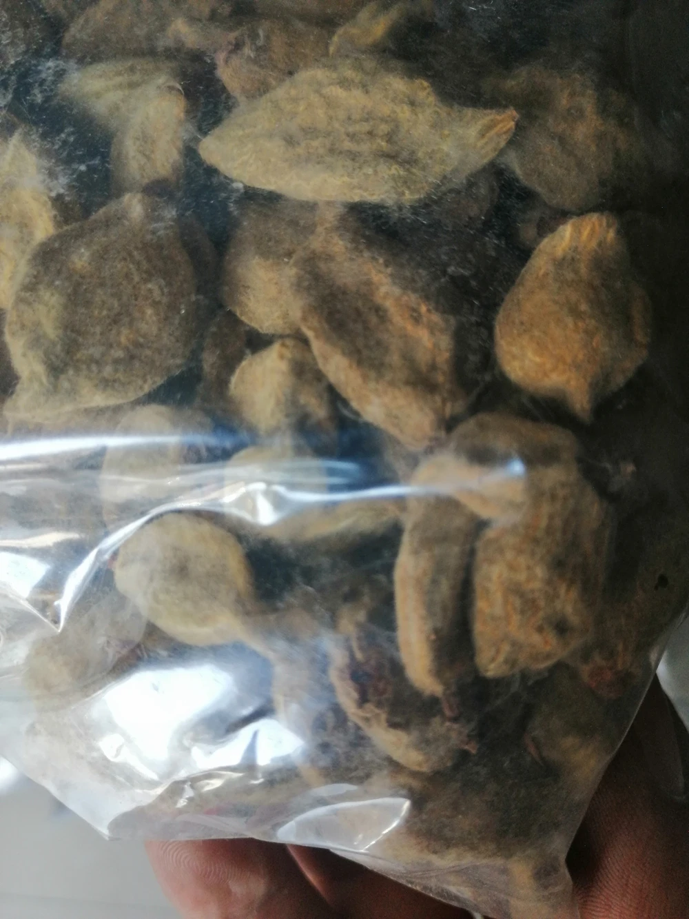 Herb Young Immature Fruit of Peach Dried Immature of David Peach for Sale