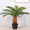 Small 21-leaf cycad bonsai, H73CM