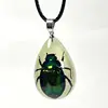 Chines beautiful beetle