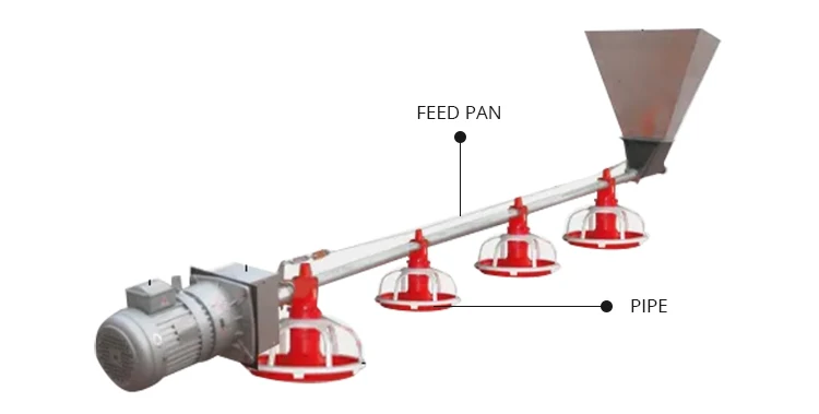 Automatic Poultry Feeding System for Chicken Water Dispensers and Feeders for Chicken Farms
