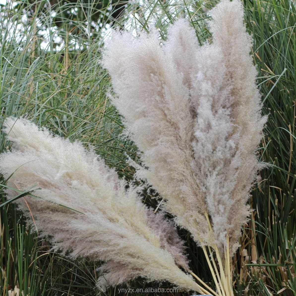 Wholesales Pampas Grass 120cm For Decoration Fluffy Reed Large Tall ...