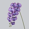 1/PU Nueve Phalaenopsis/púrpura