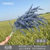 Espigas de arroz azul neblina