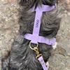 Arnés morado
