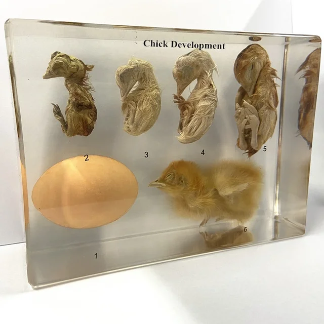 Animal Life Cycle Clear Resin Medical Science Chick Development Embedded Biological Specimen for Teaching