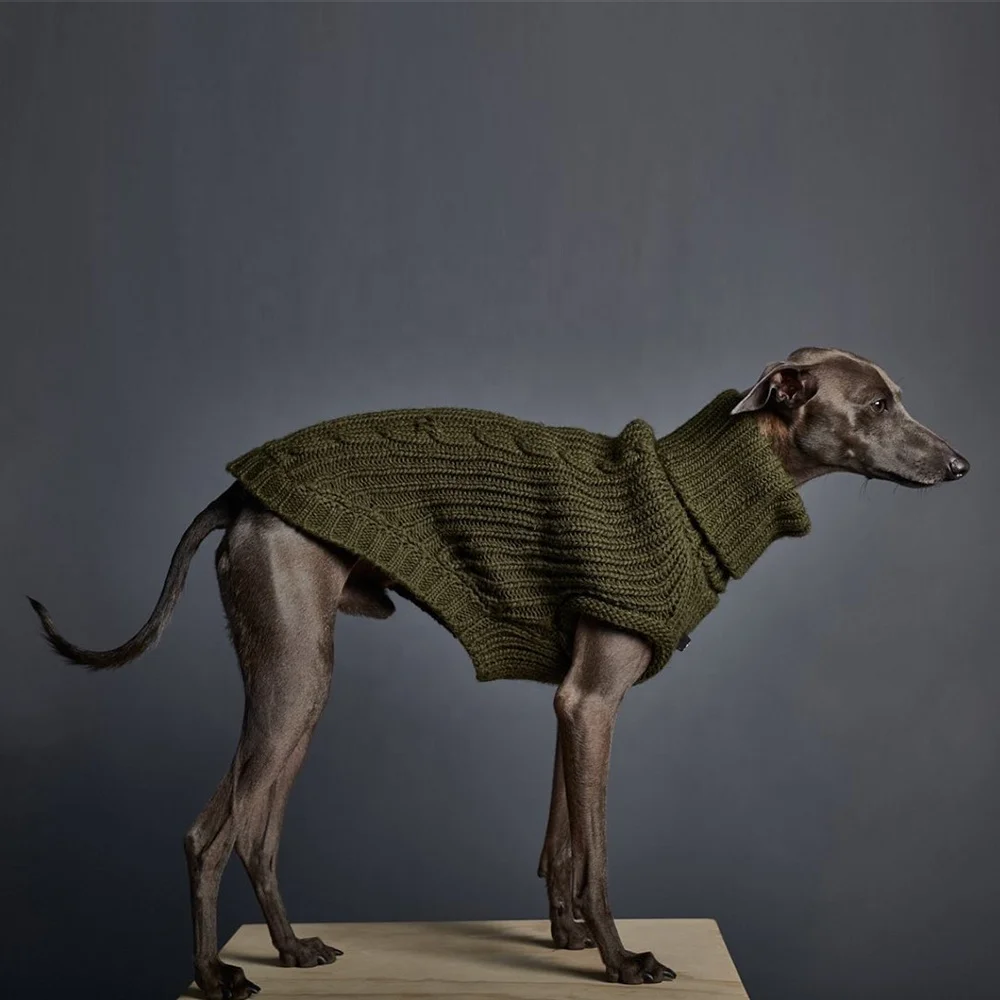 Italian GreyHound Halloween Costume  Italian greyhound, Pet costumes,  Greyhound