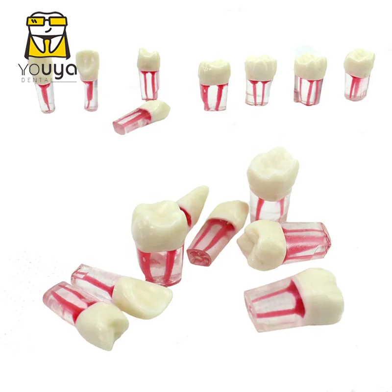 
 Стоматологический эндододонтический обучающий учебный модель корневого канала, модель зубного канала  