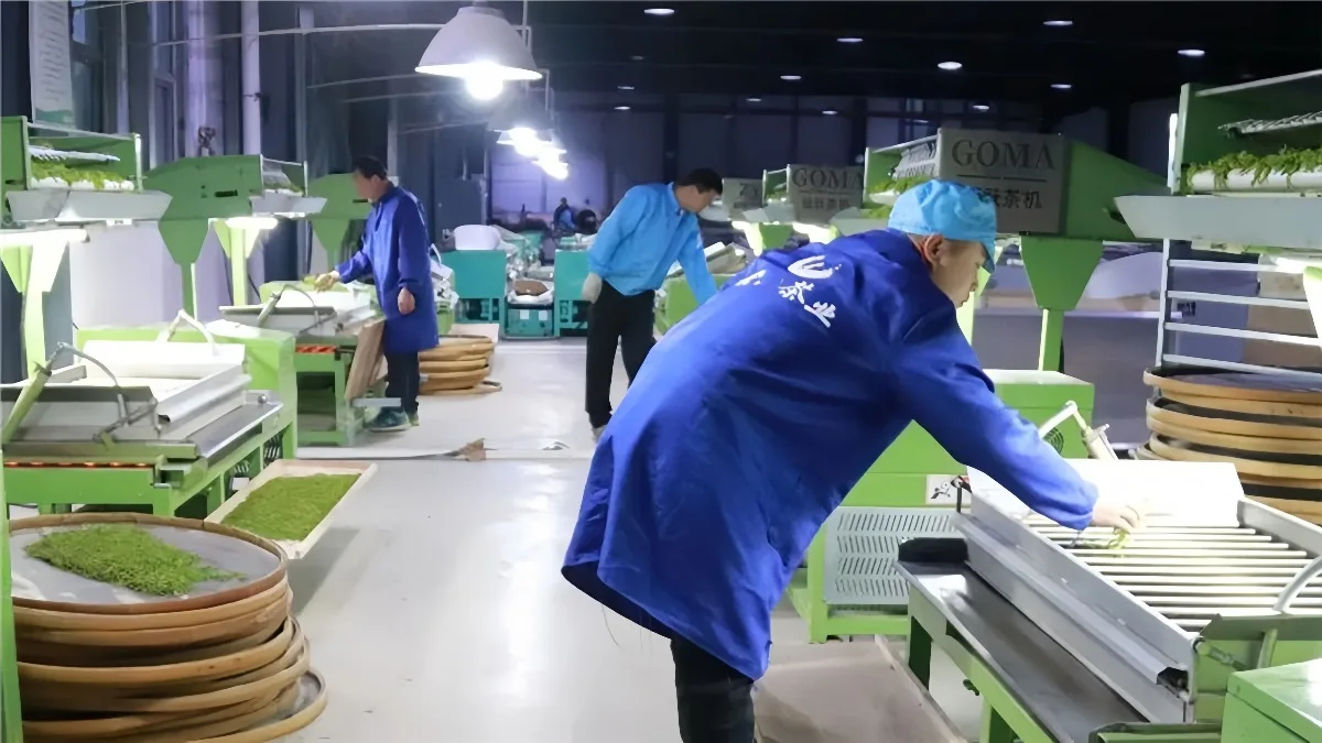 Foshan Goma Tea Co., Ltd. 2