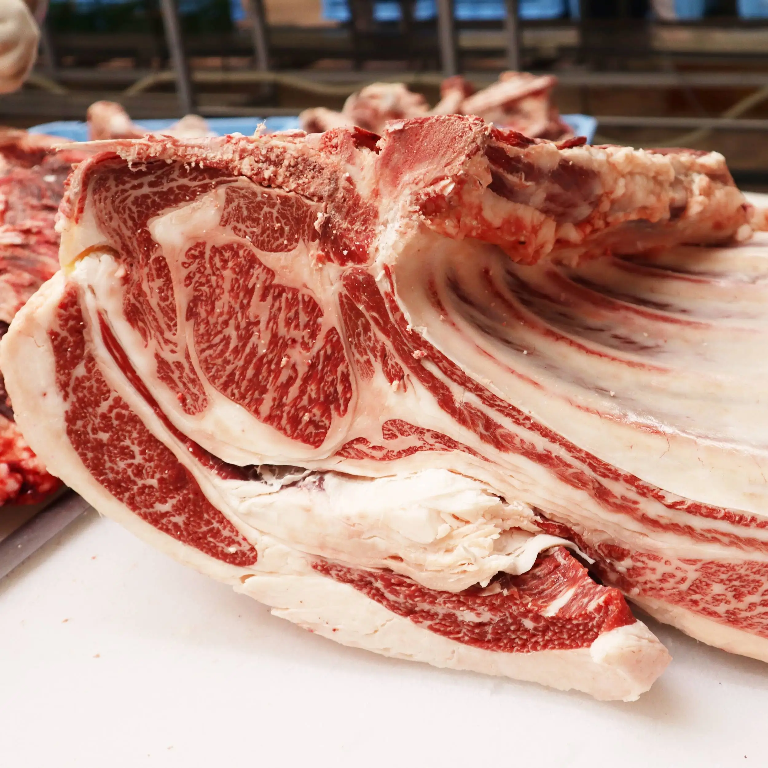 Japan wagyu agriculture cattle forequarter beef with shoulder clod and brisket