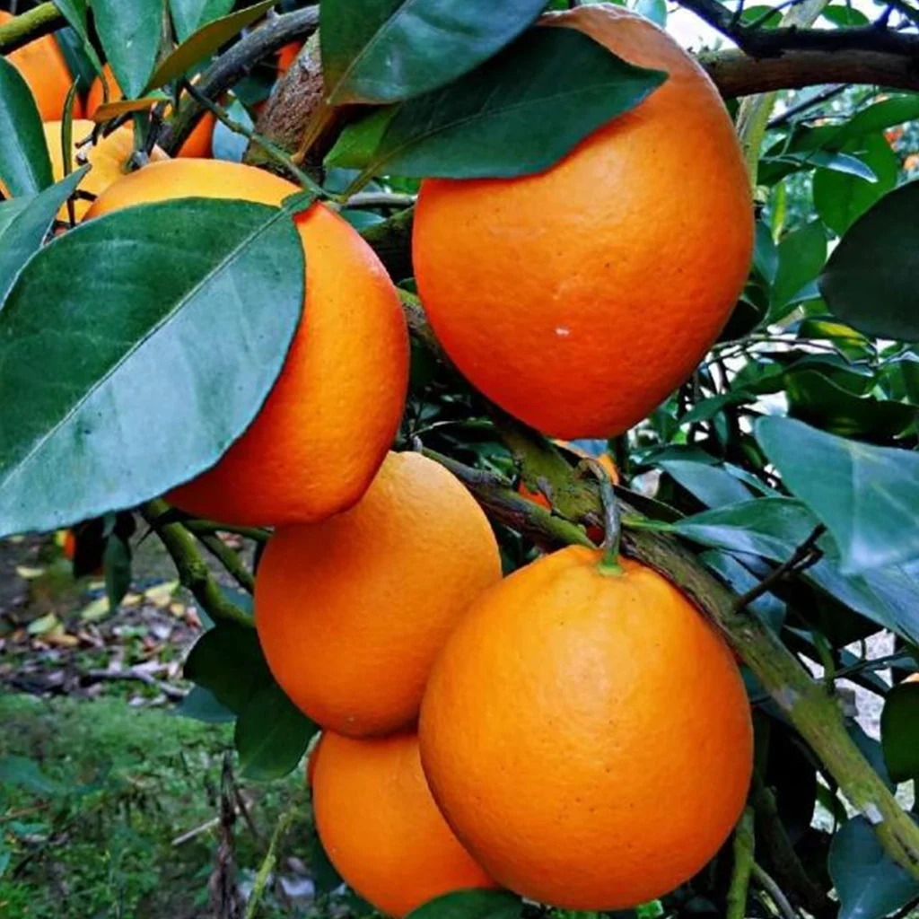 Gannan Organic Seedless Navel Oranges High Sugar Content with Bright Color Direct Factory Shipping Fresh Citrus Fruit