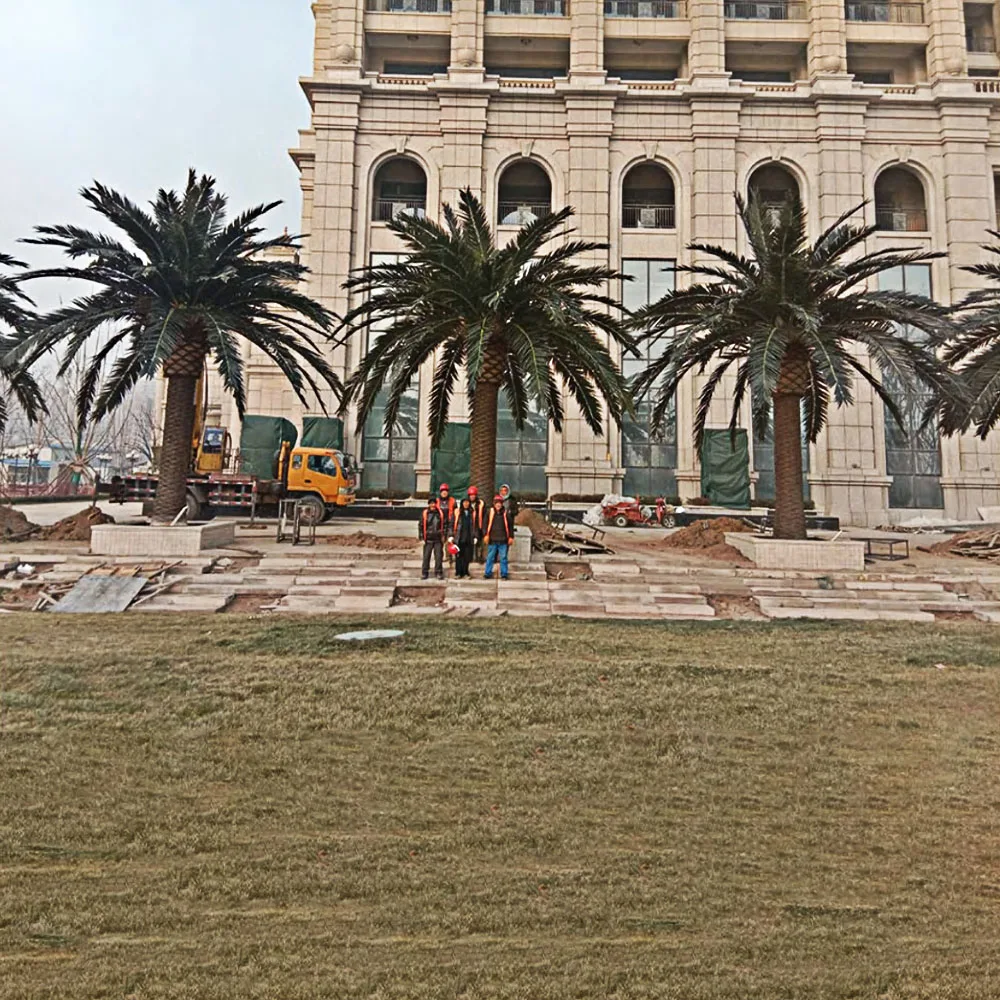 Big Tree Artificial Algae Tree Phoenix Canariensis Hort EX Chaub Palm Tree