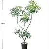 Peacock Wood 1.8m [Luxury Edition] Black Original Pot
