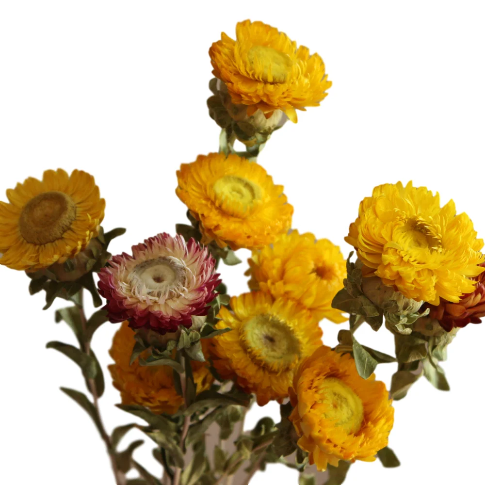 manual combination of dried wheat-straw chrysanthemum flower and