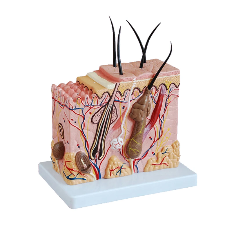 50 Times Enlarged Human Skin Anatomy Model For Medical Science Display ...