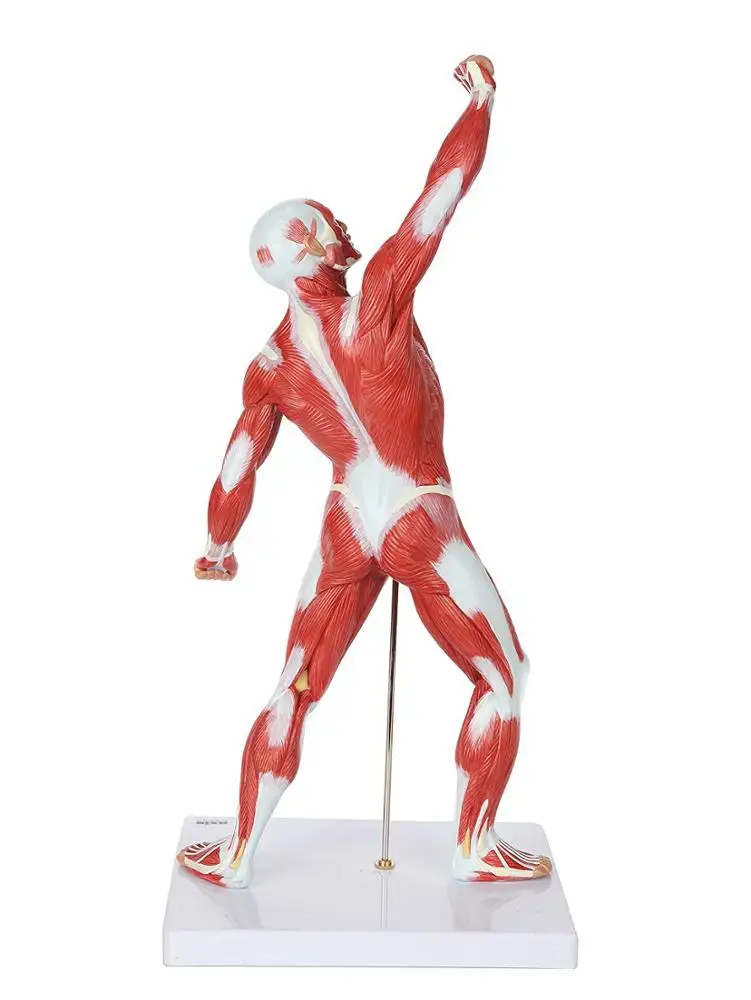 GelsonLab  HSBM-152  Human Muscle Figure 50cm Mini Muscular System Model Has Superficial Muscle Anatomy and Structure of Body