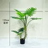 Two 120cm grouper philodendrons