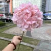 Hortensia#2
