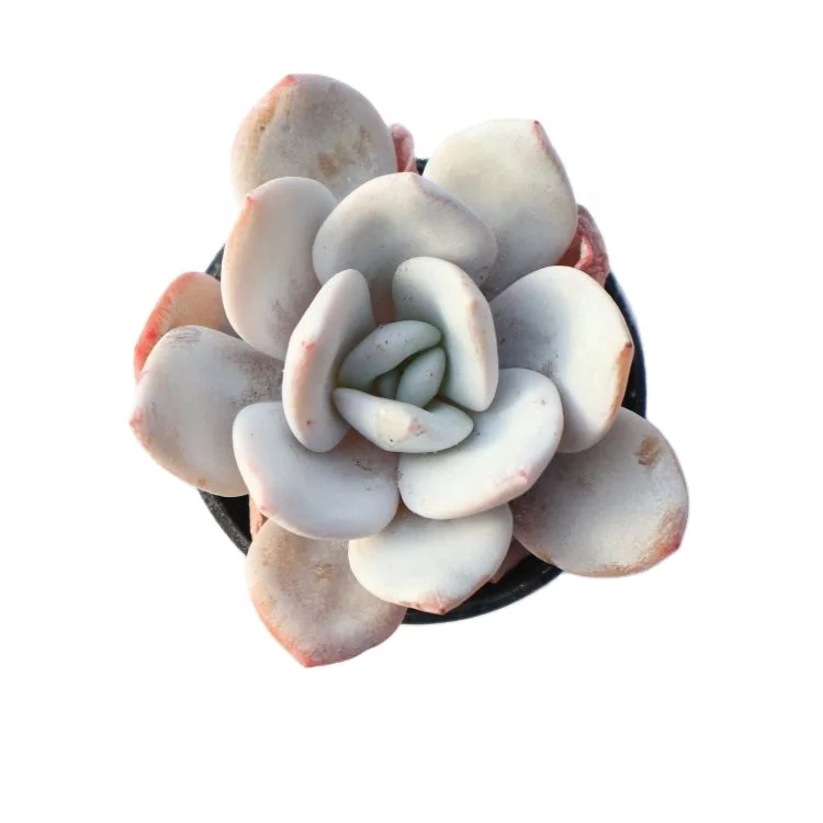 wholesale live natural rare succulents plants