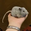 Gray