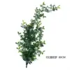 Datura - without pot