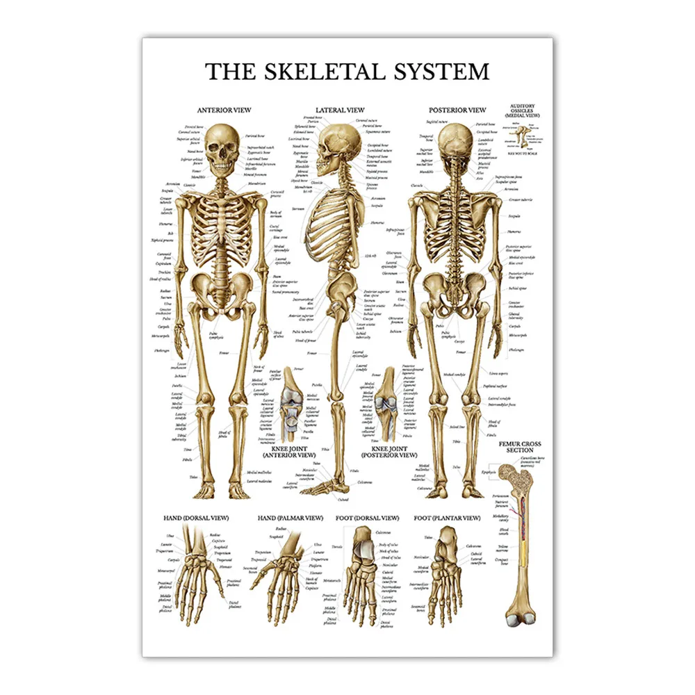 Anatomy Posters Skeletal Digestive Respiratory Circulatory Endocrine ...