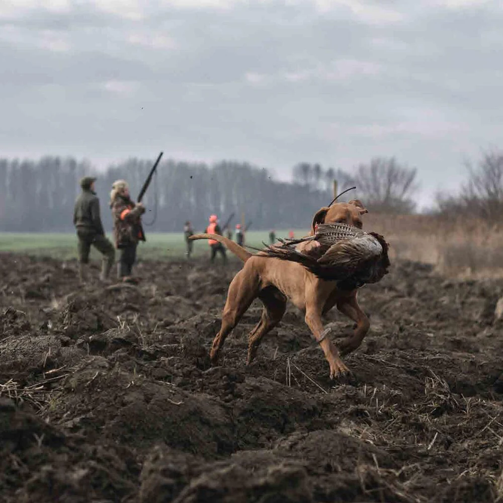 Hunting Dog Collar (23).jpg