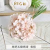 5-petal hydrangea champagne color