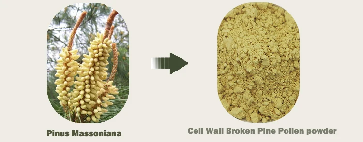 Υγιής ποιότητας Κυτταρικό τοίχωμα σπασμένο πεύκο γύρη χύδην 99% 0