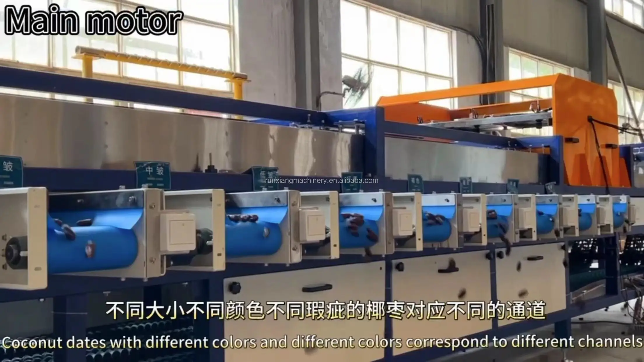 Automatic Dates Grading Sorting Machine - Medjool Dates