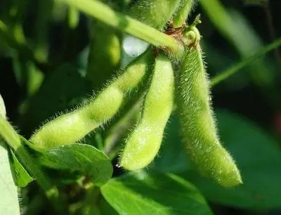 Wholesale Organic Soybeans Soybeans Available Directly Non-gmo Brazil ...