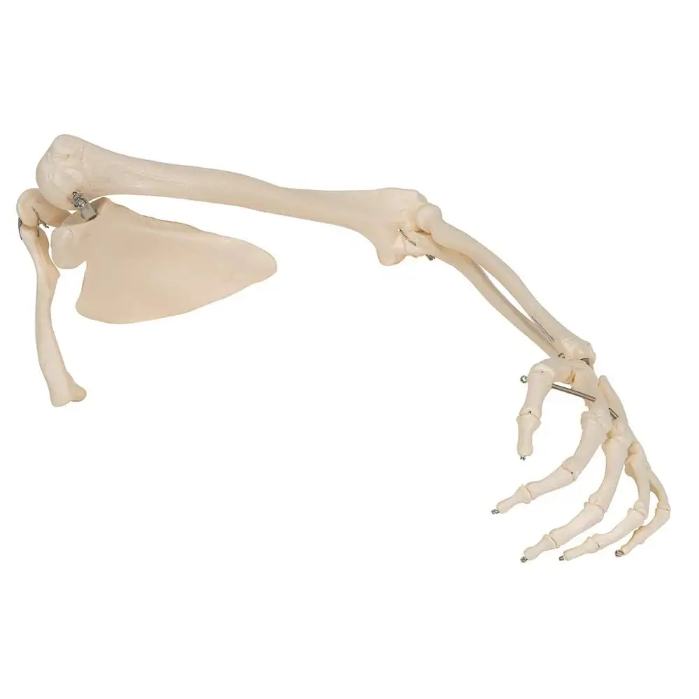 Gelsonlab HSBM-122A Life Size Arm Skeleton for Medical Education