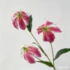 Rose red