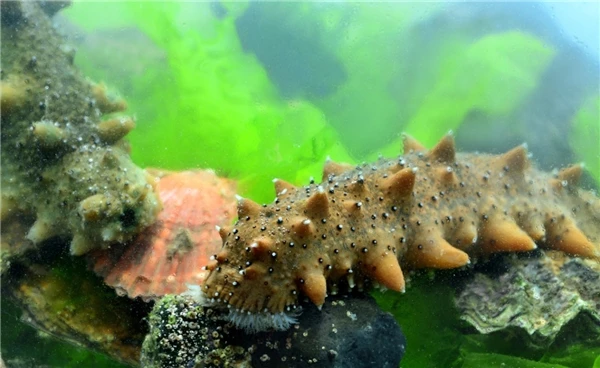 Best Price Sea Cucumber Extract Powder