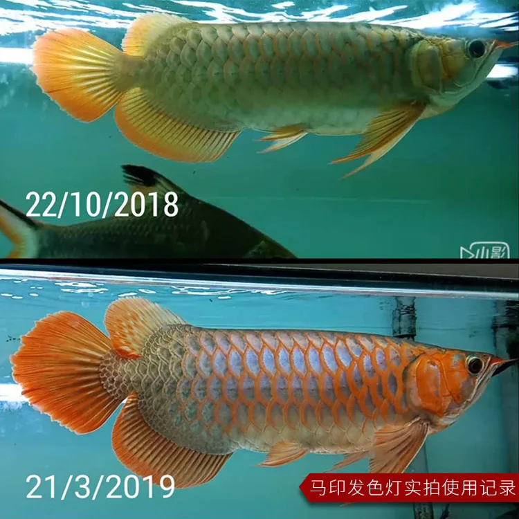 MAYIN Ma Yin Arowana Three Primary Color Brightening Light