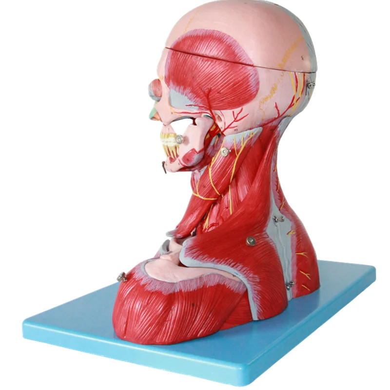 Медицинская профессиональная Анатомия человека модель нейроэнцефалона для головы и шеи
