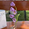 Viola