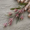 Borgogna