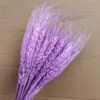Pink purple