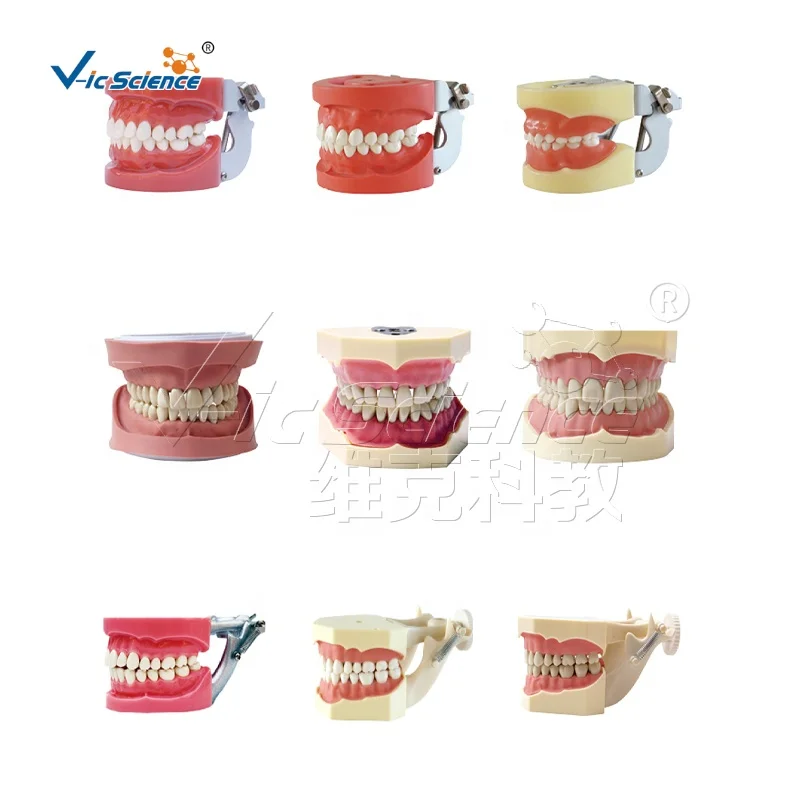 Caries Model Practice Teeth Nissin Dental Model| Alibaba.com