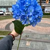 ดอกไฮเดรนเยียฝรั่งเศสสีฟ้าเข้ม หัวเดี่ยวขนาดใหญ่ - สีฟ้าหม่น