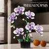 13115 Phalaenopsis orchid