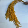 dorato