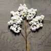 WHITE flower