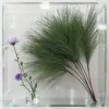 Pinus sylvestris 100cm