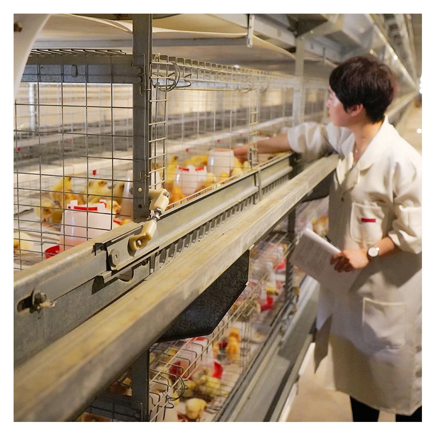 H Type Automatic Baby Layer Broiler Chicken Brooder Day Old Chick Battery Pullet Cage