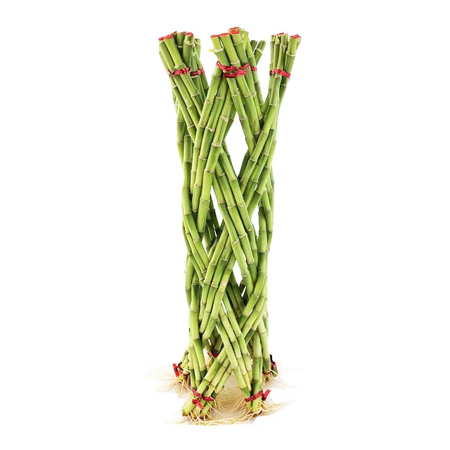 lucky bamboo thailand wholesale fresh braided cutting draceana