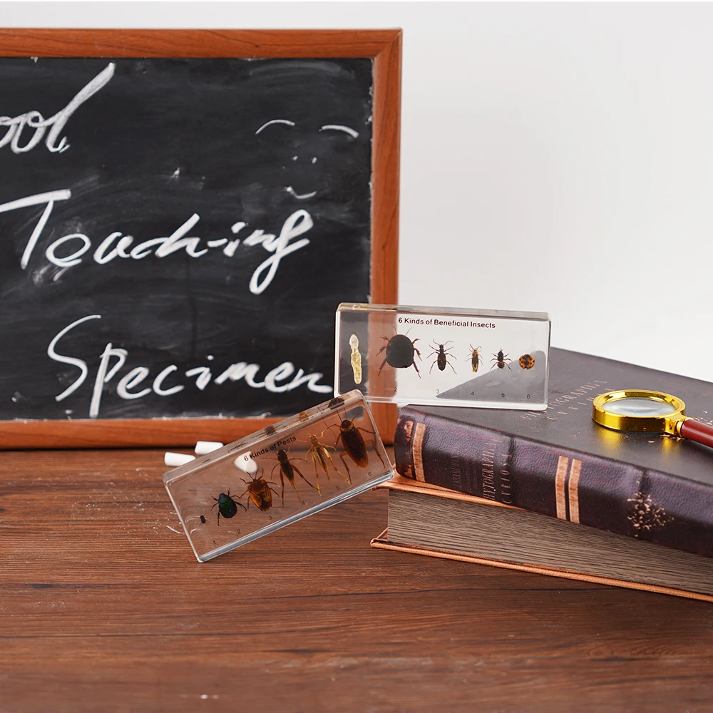6 видов полезных образцов насекомых и биологическая модель учебные пособия для
