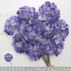 Deep purple candy hydrangea branch