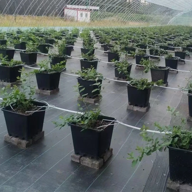 Automatic Water Drip Irrigation System for Blueberries Spider Drip Irrigation Greenhouse Button Arrow Irrigation Dripper